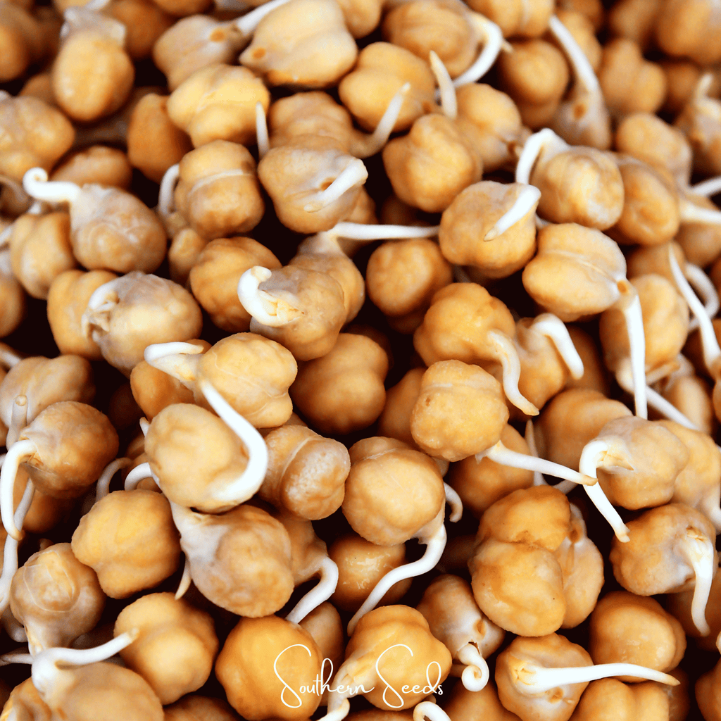 Garbanzo Bean – Chickpea – 20 Seeds | Seeds | Wiccan Center
