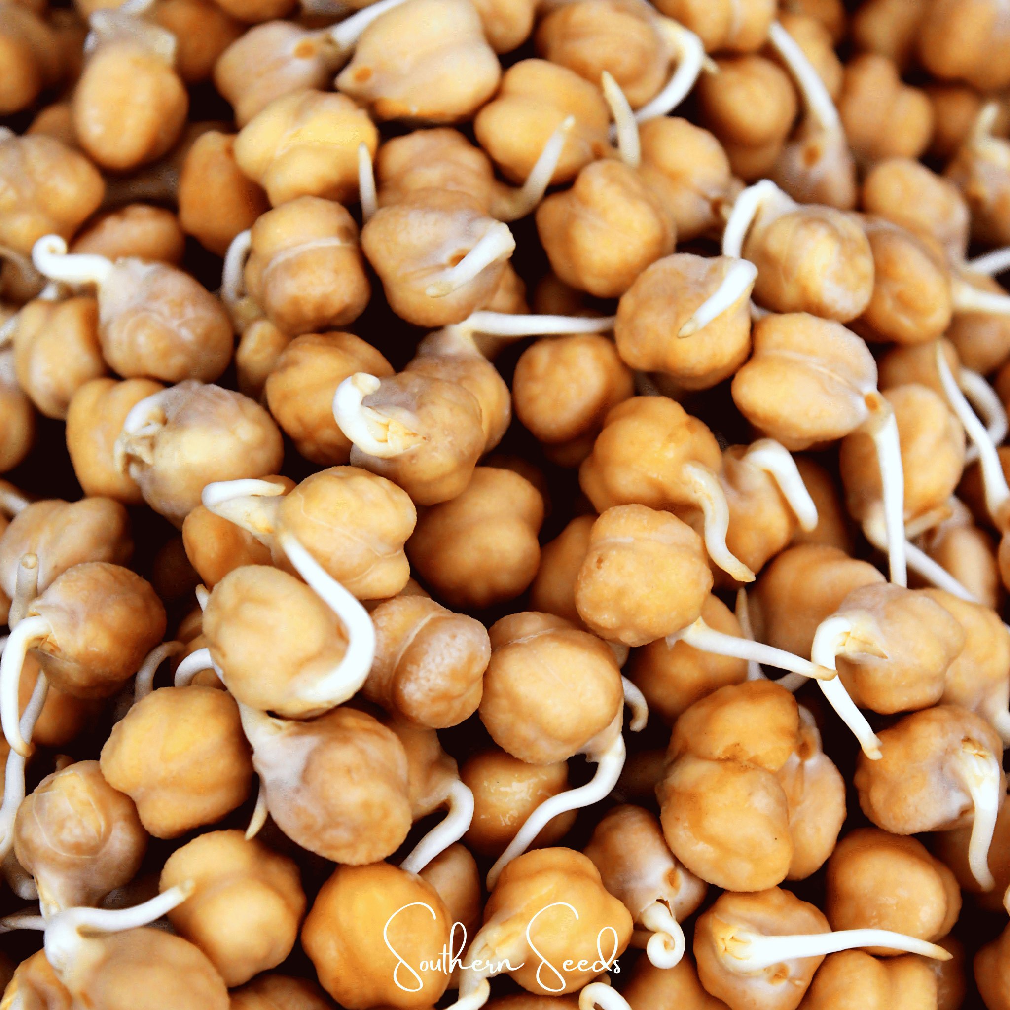 Garbanzo Bean – Chickpea – 20 Seeds | Seeds | Wiccan Center