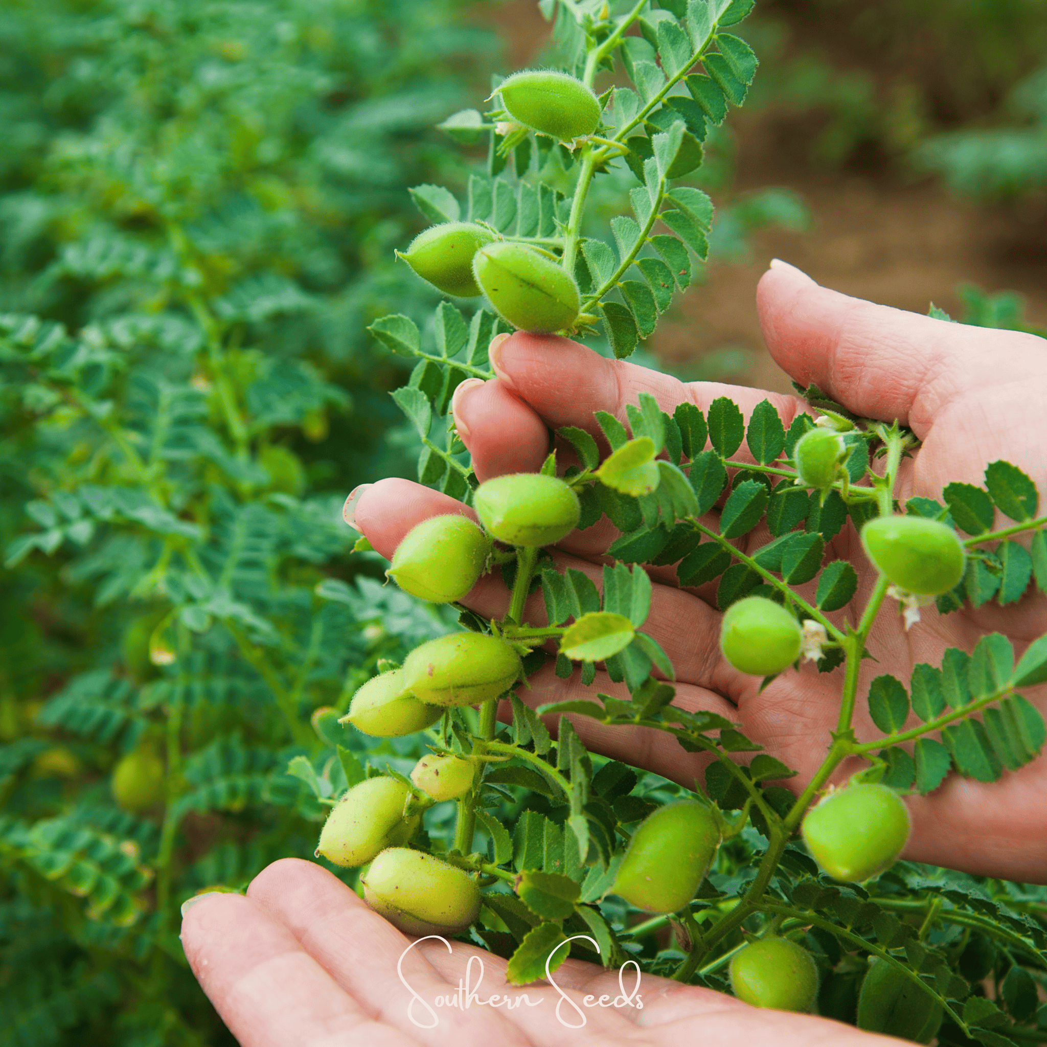 Garbanzo Bean – Chickpea – 20 Seeds | Seeds | Wiccan Center