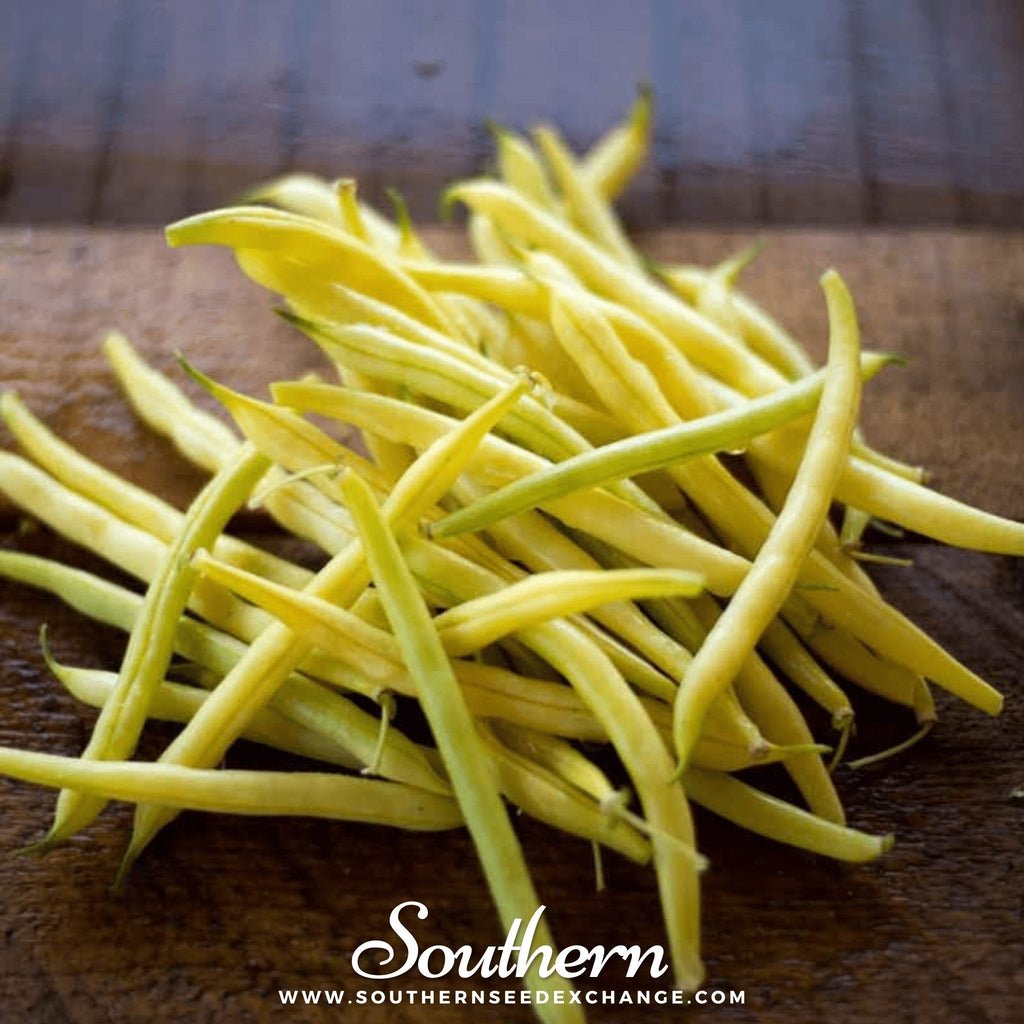 Gold Rush Bean (Bush) – 30 Seeds | | Wiccan Center