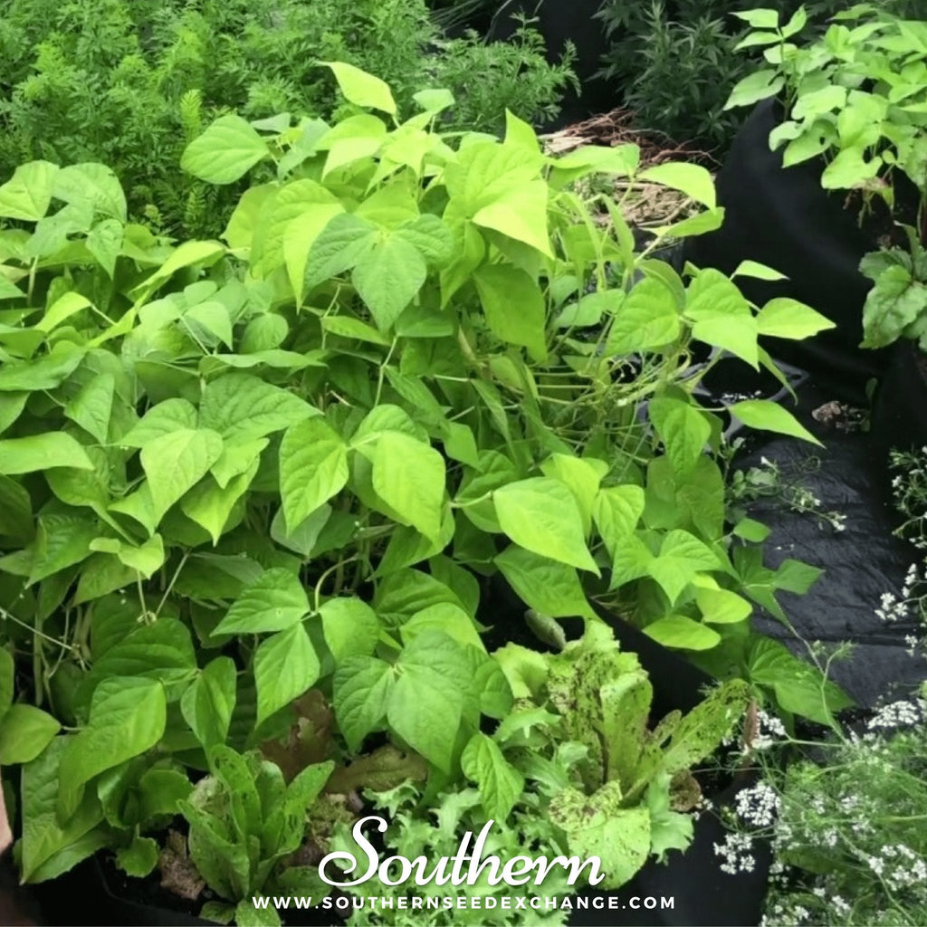 Gold Rush Bean (Bush) – 30 Seeds | | Wiccan Center