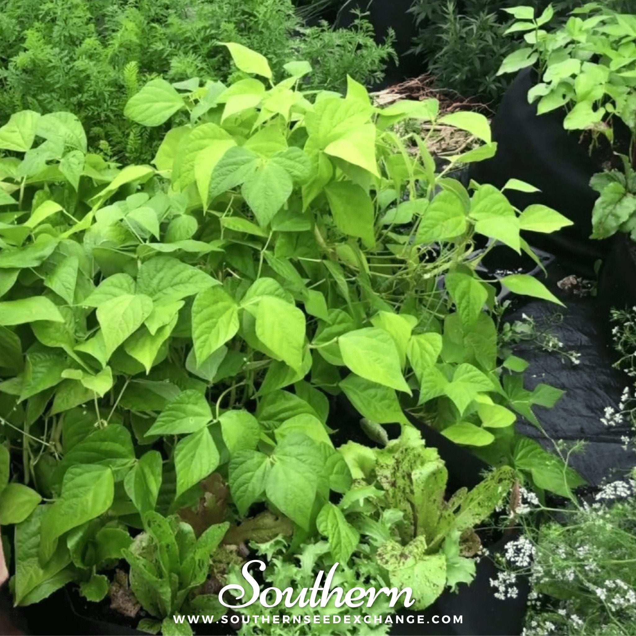 Gold Rush Bean (Bush) – 30 Seeds | | Wiccan Center