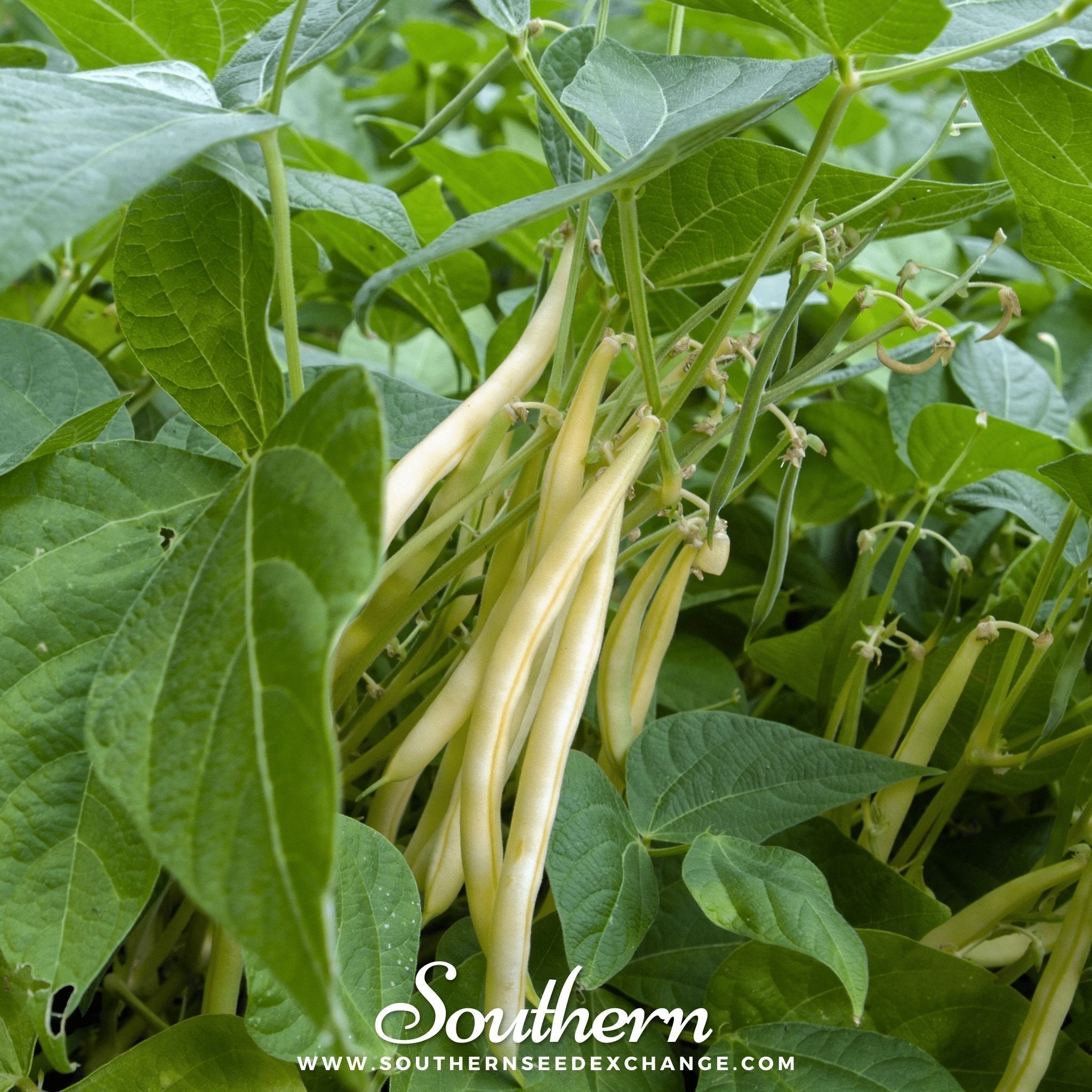 Gold Rush Bean (Bush) – 30 Seeds | | Wiccan Center