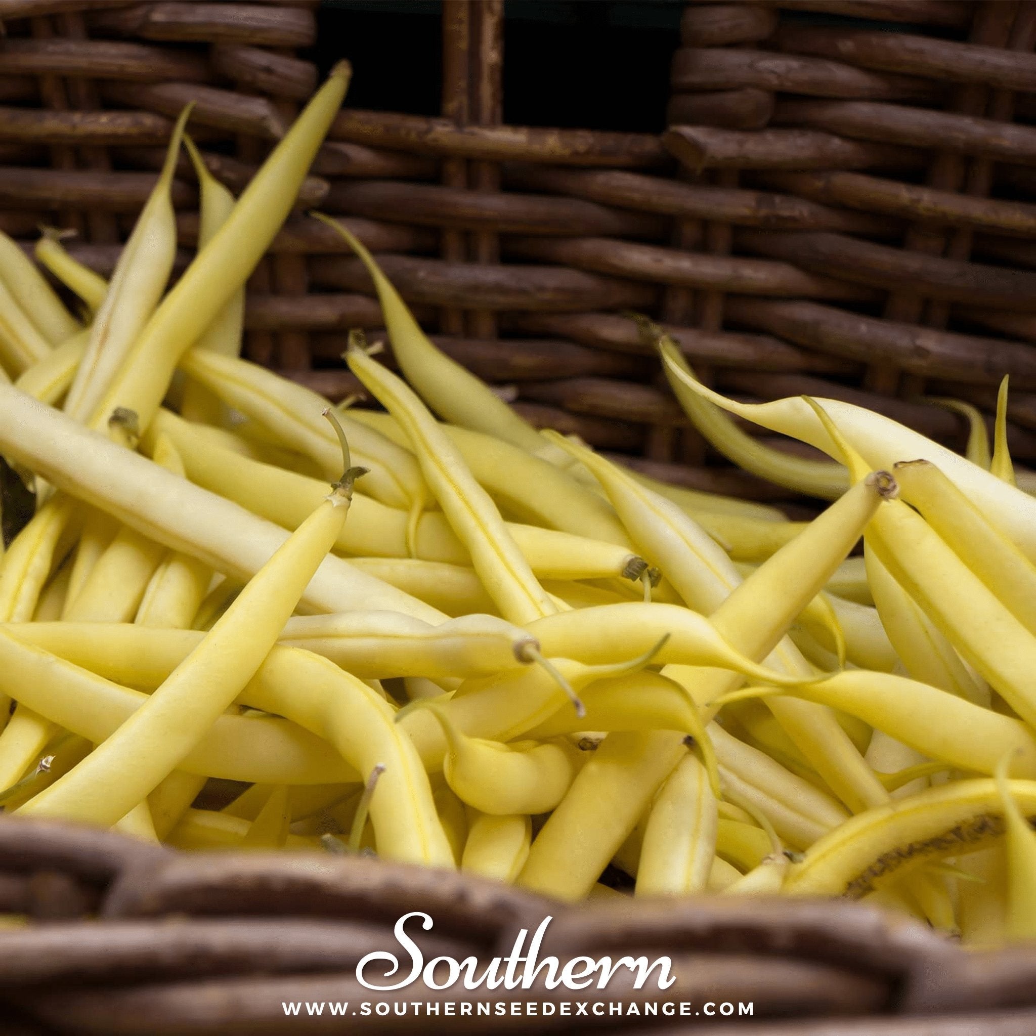 Gold Rush Bean (Bush) – 30 Seeds | | Wiccan Center
