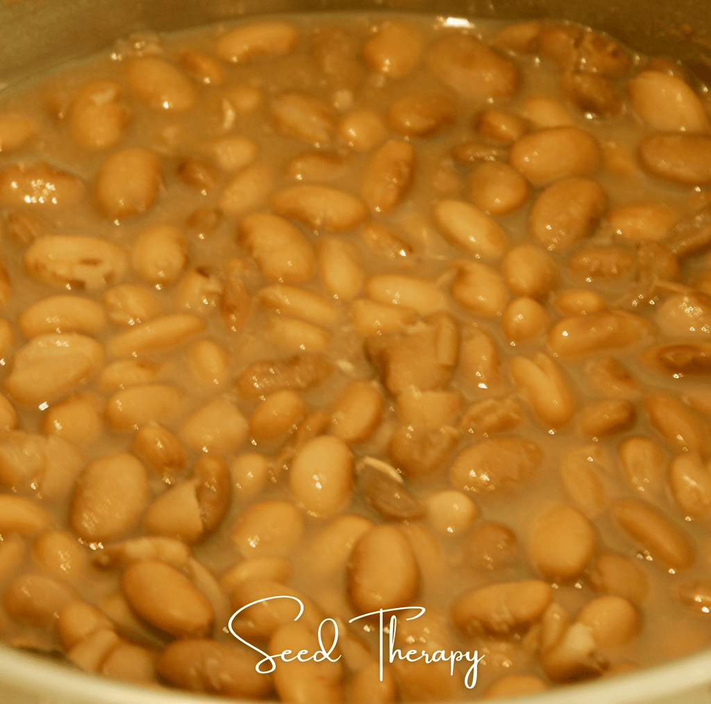 Pinto Bean – 20 Seeds | Seeds | Wiccan Center