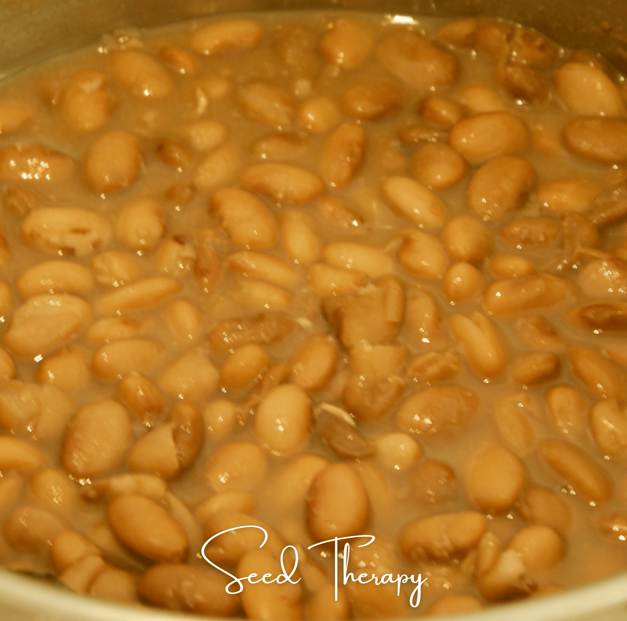 Pinto Bean – 20 Seeds | Seeds | Wiccan Center