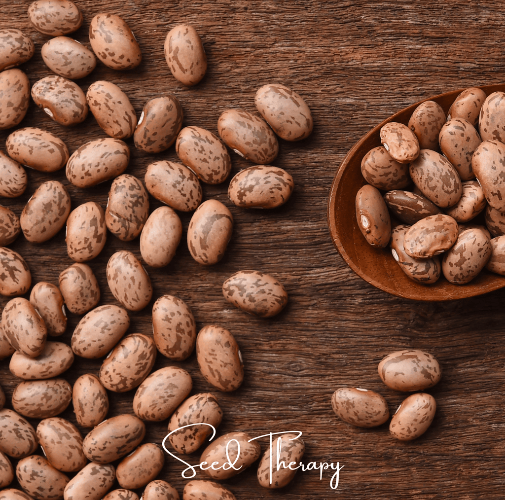 Pinto Bean – 20 Seeds | Seeds | Wiccan Center