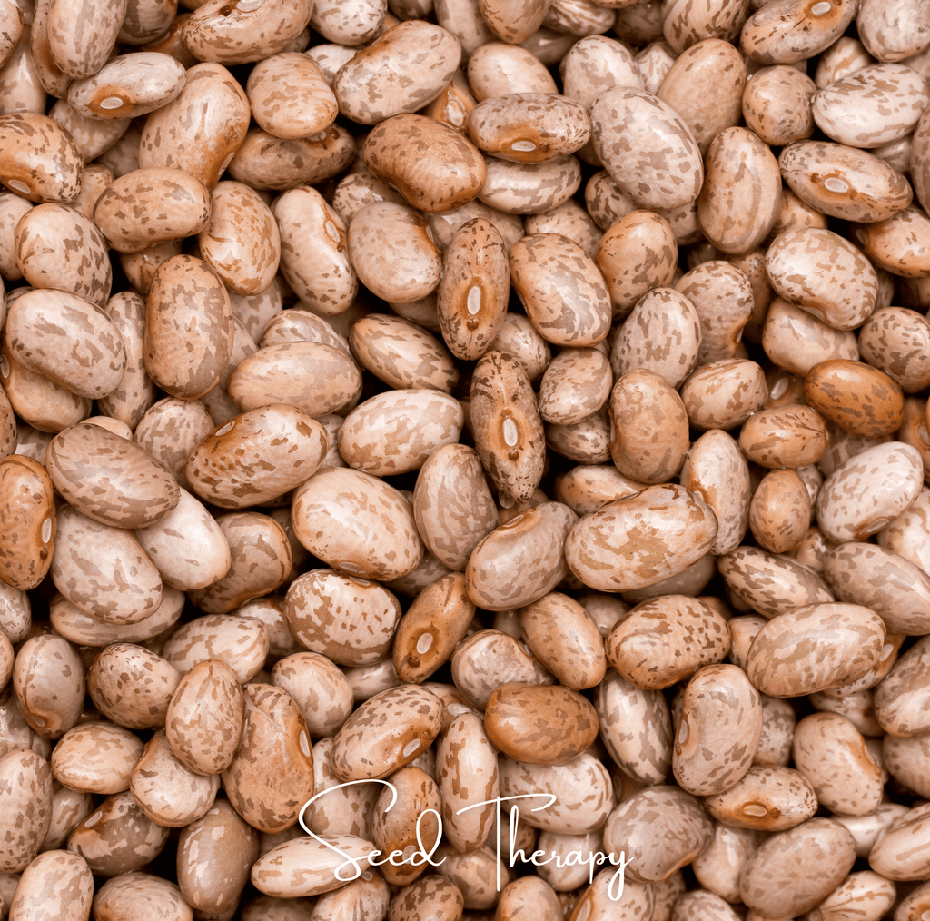 Pinto Bean – 20 Seeds | Seeds | Wiccan Center