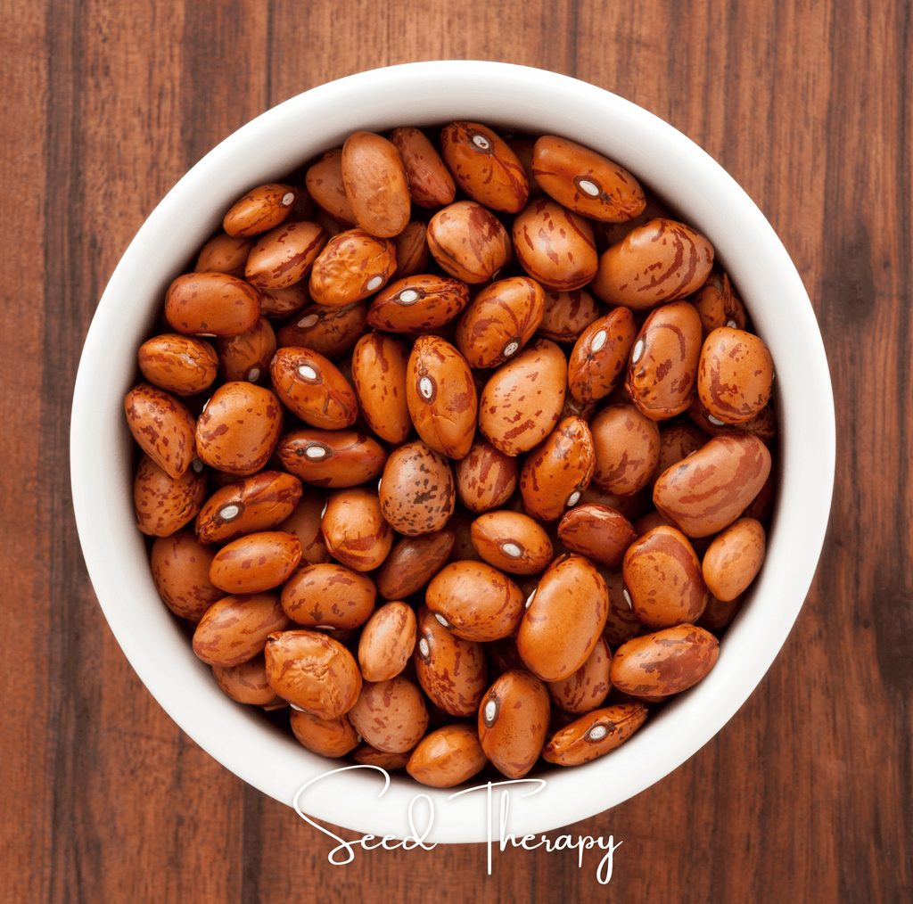 Pinto Bean – 20 Seeds | Seeds | Wiccan Center