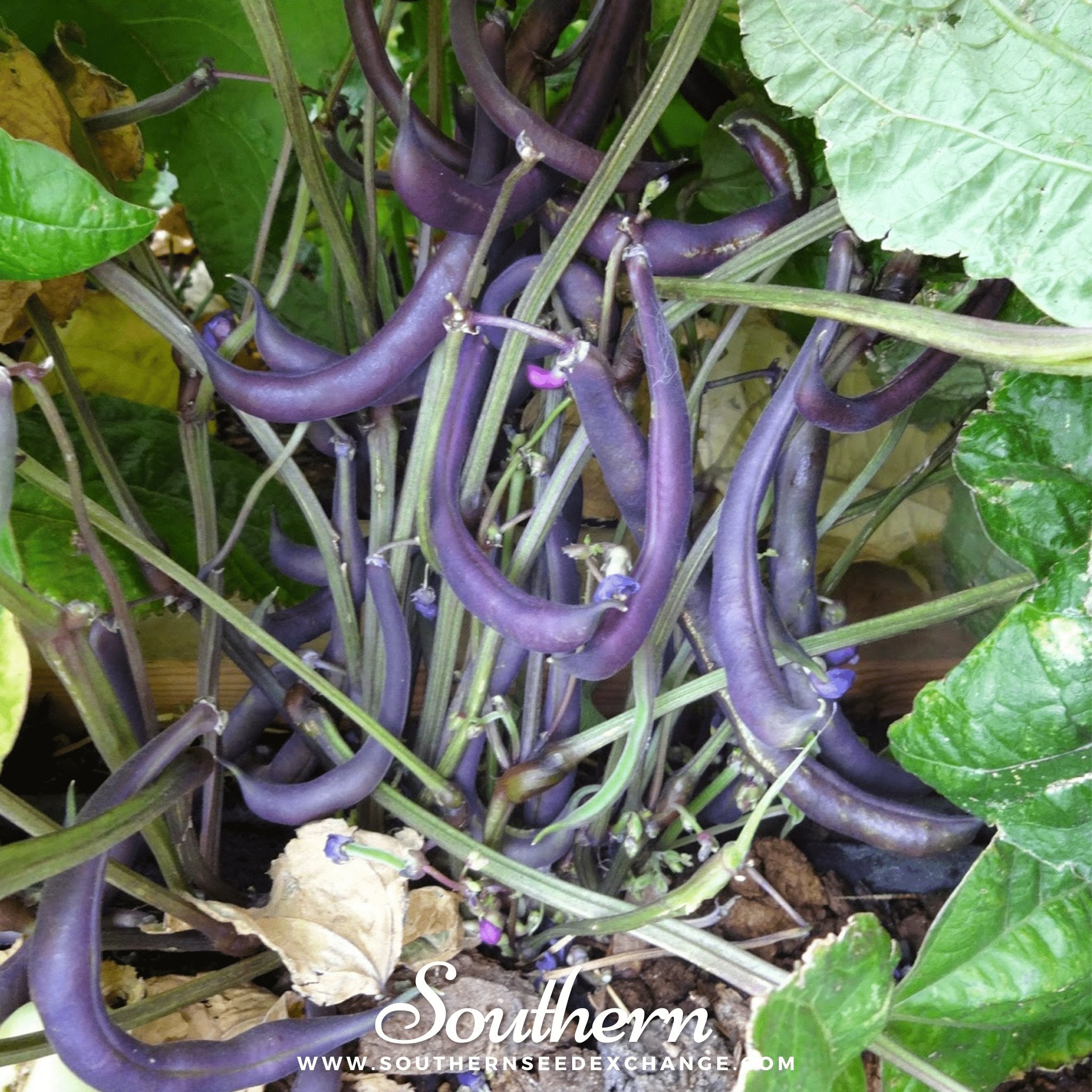 Royal Burgundy Bean (Bush) – 50 Seeds | | Wiccan Center
