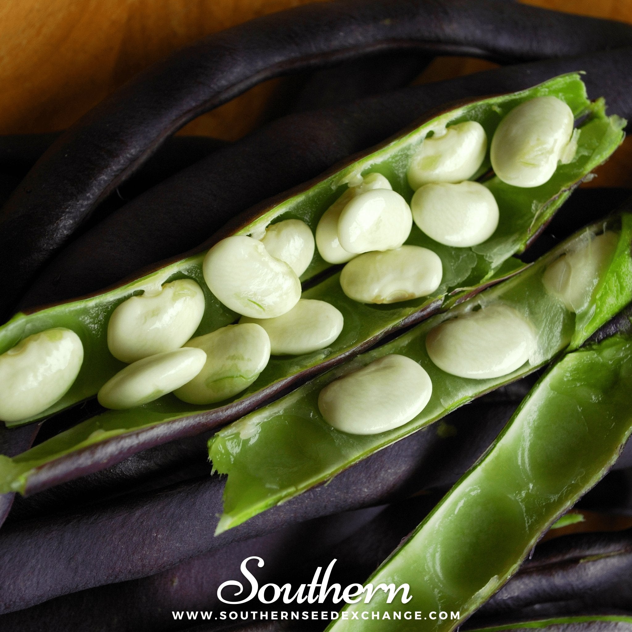 Royal Burgundy Bean (Bush) – 50 Seeds | | Wiccan Center
