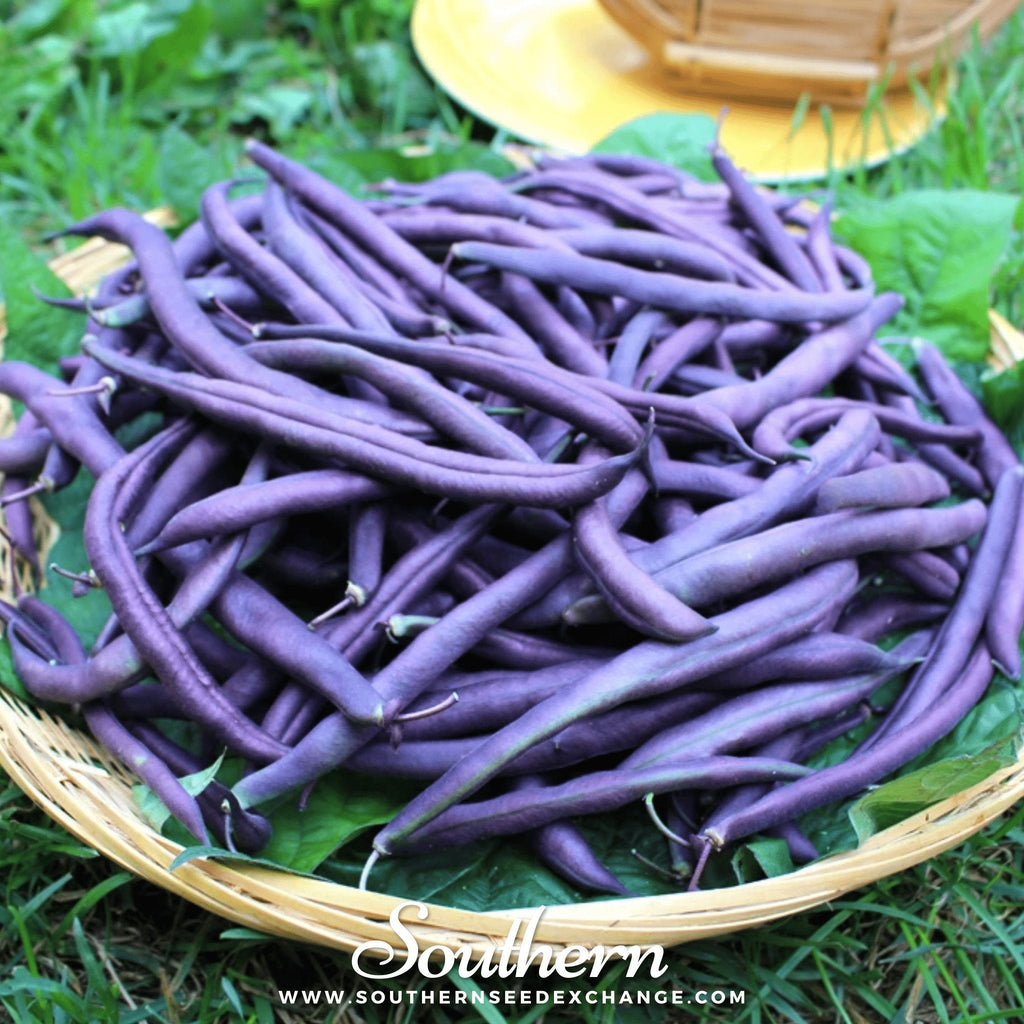 Royal Burgundy Bean (Bush) – 50 Seeds | | Wiccan Center