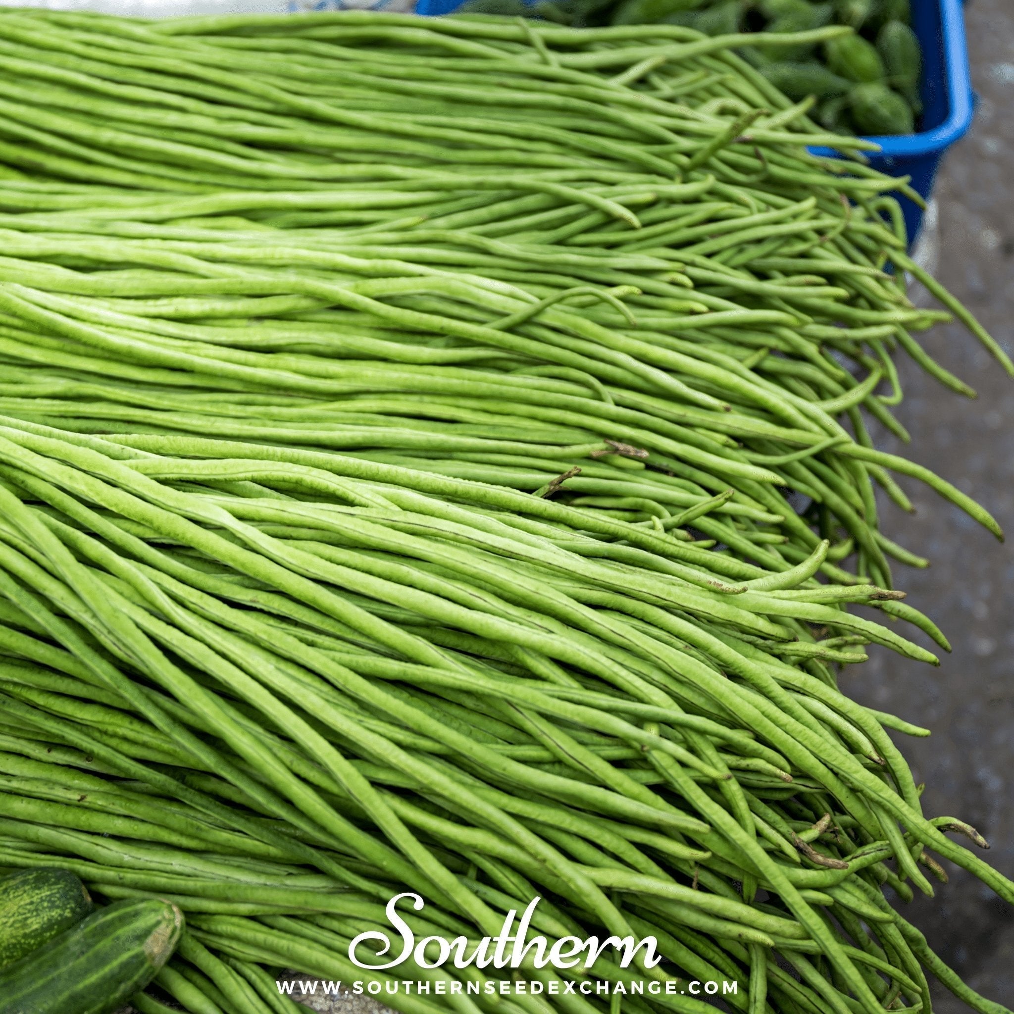 Yard Long Green Bean (Pole) – 15 Seeds | | Wiccan Center