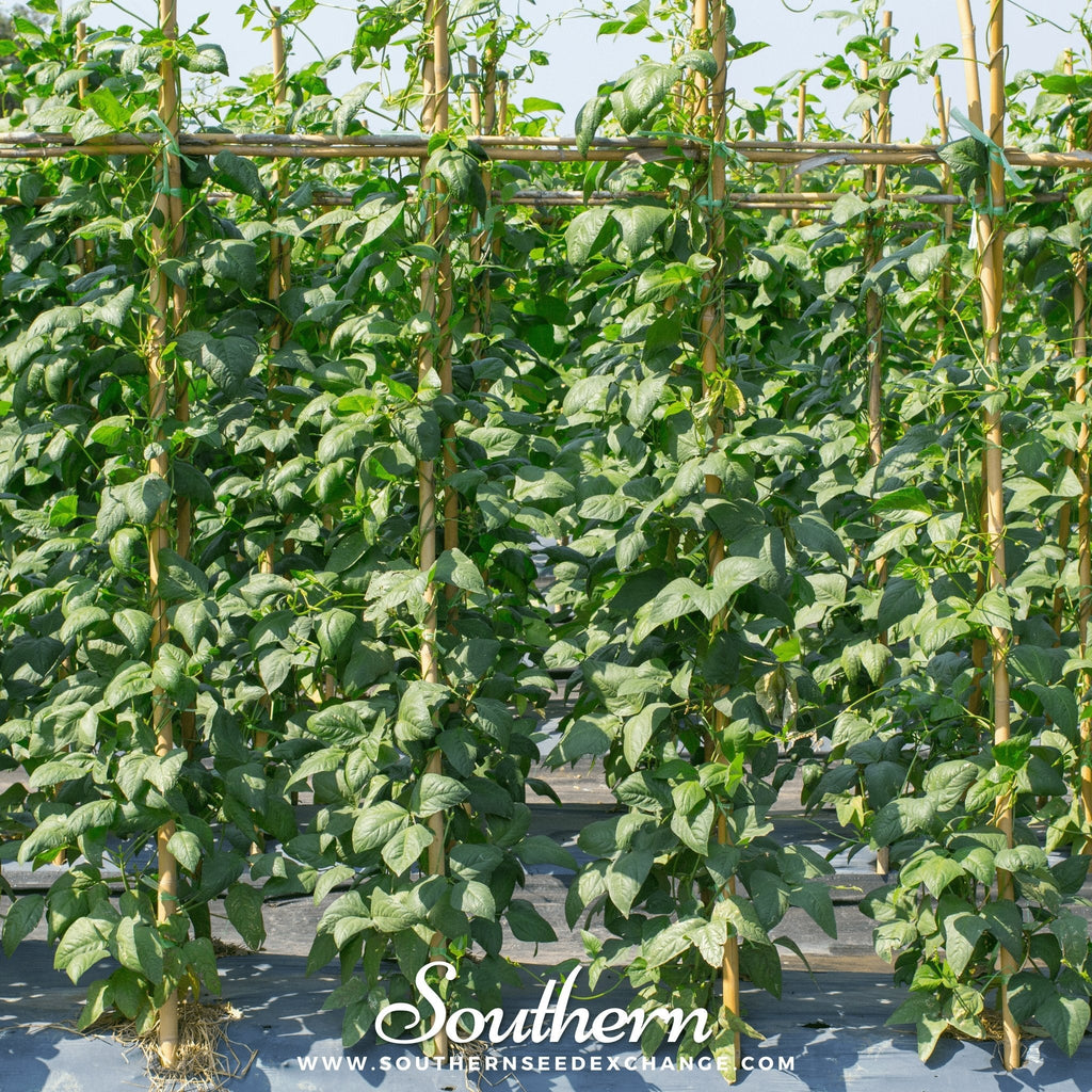 Yard Long Green Bean (Pole) – 15 Seeds | | Wiccan Center