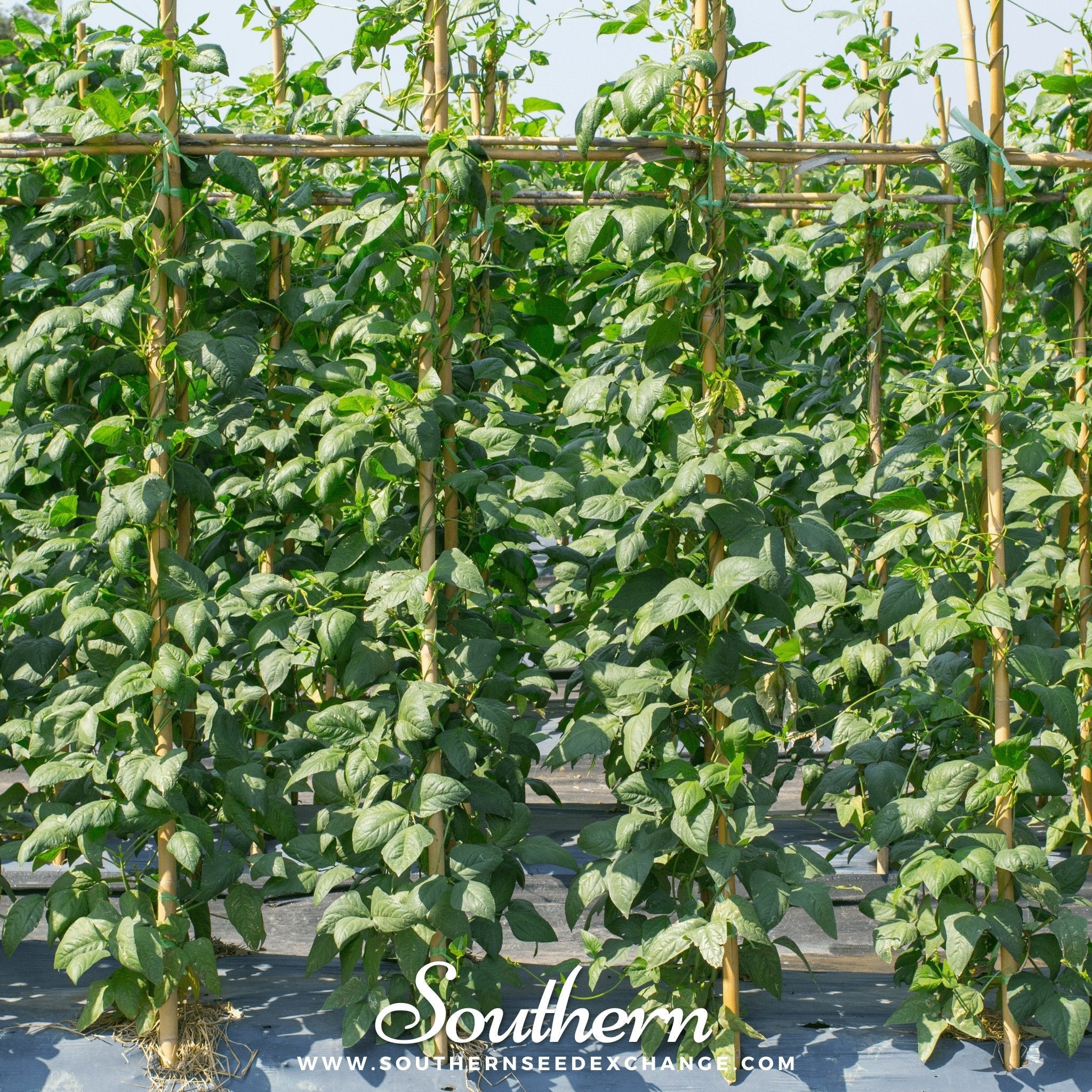 Yard Long Green Bean (Pole) – 15 Seeds | | Wiccan Center