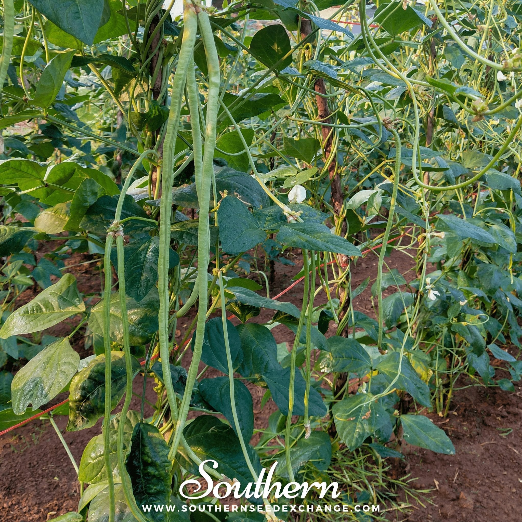 Yard Long Green Bean (Pole) – 15 Seeds | | Wiccan Center