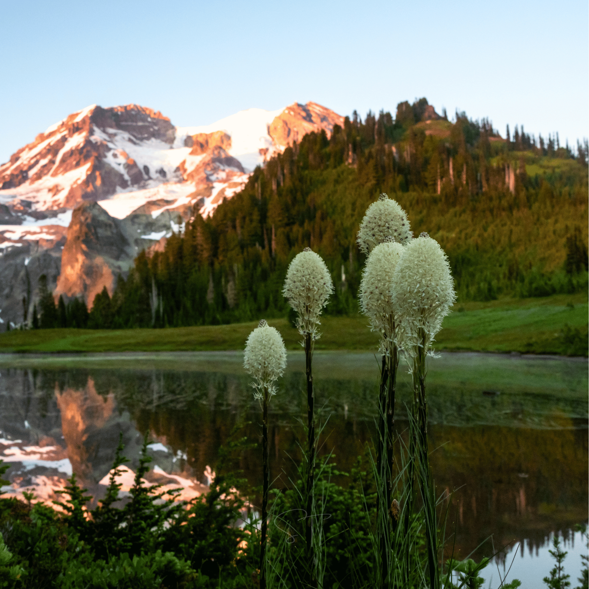 Bear Grass – 50 Seeds | Seeds | Wiccan Center