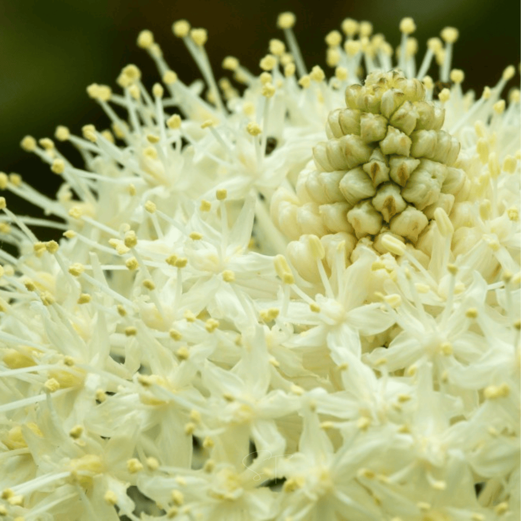 Bear Grass – 50 Seeds | Seeds | Wiccan Center