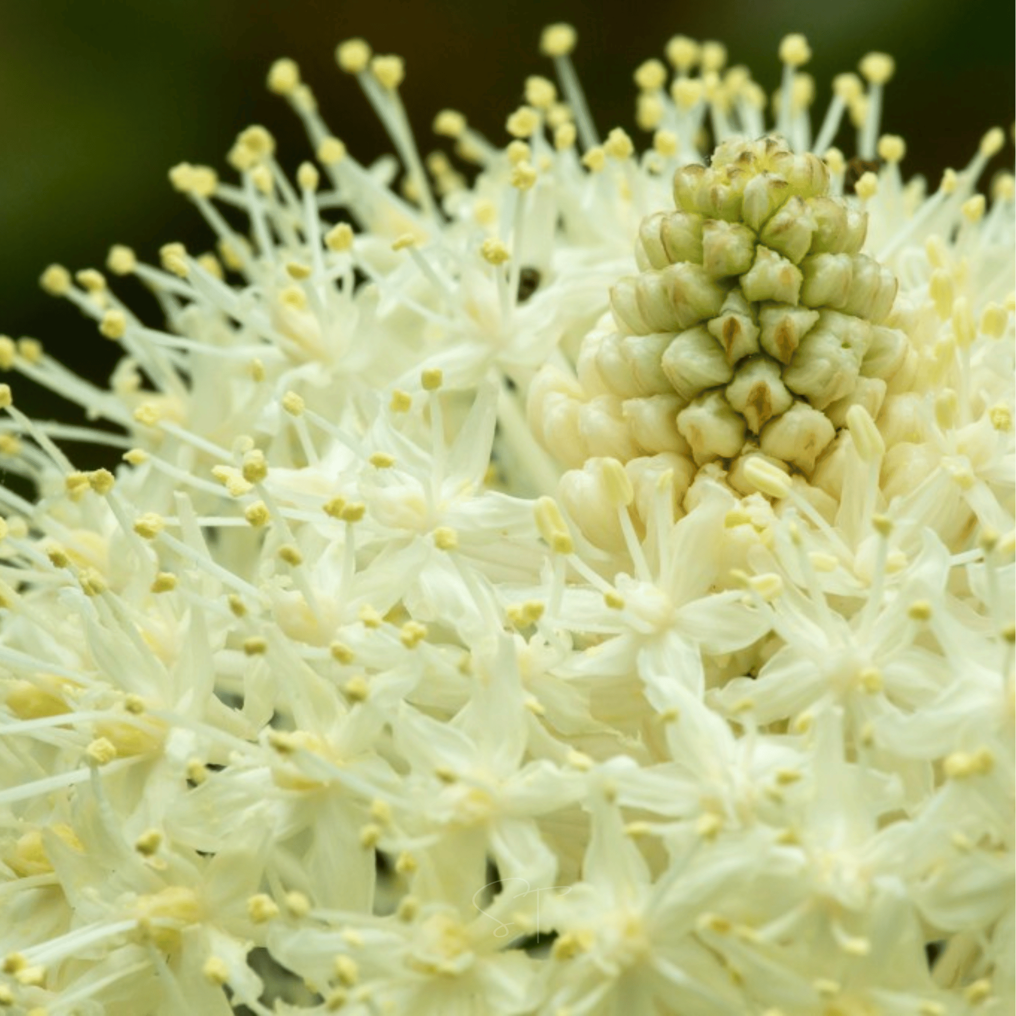 Bear Grass – 50 Seeds | Seeds | Wiccan Center