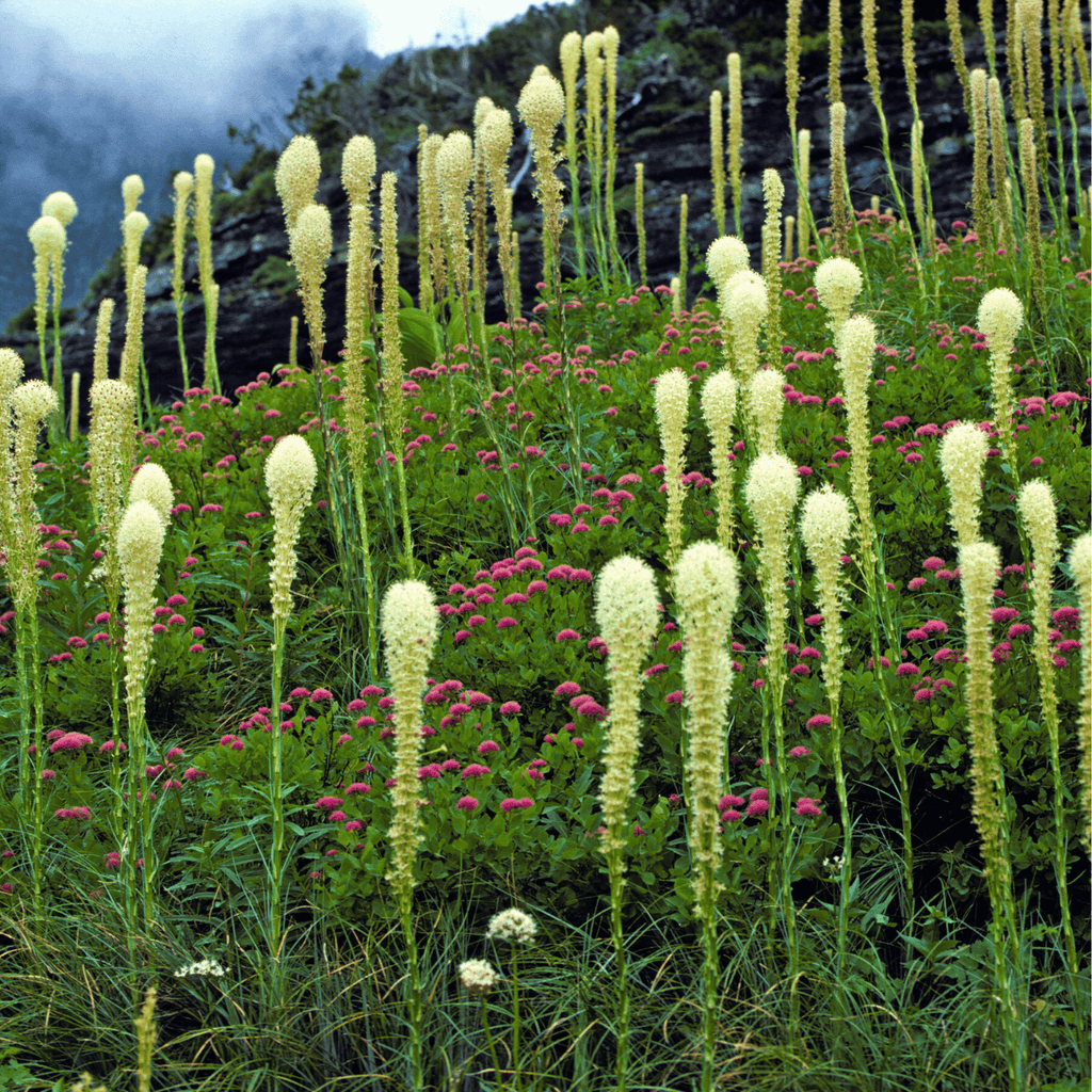 Bear Grass – 50 Seeds | Seeds | Wiccan Center