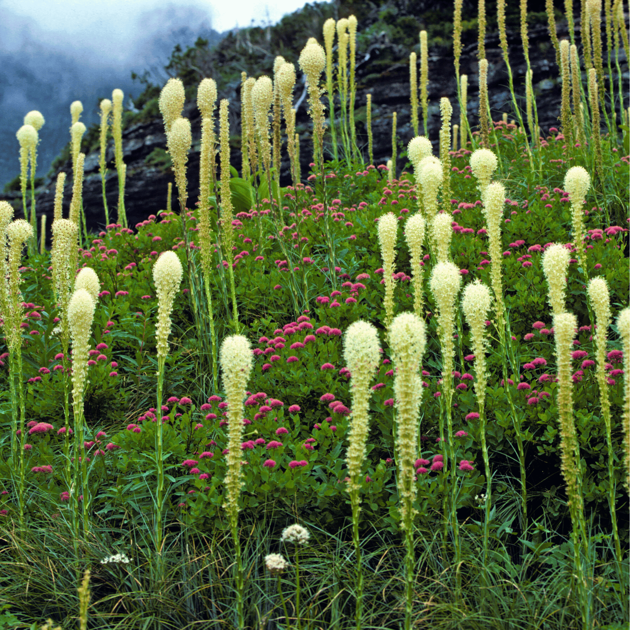 Bear Grass – 50 Seeds | Seeds | Wiccan Center