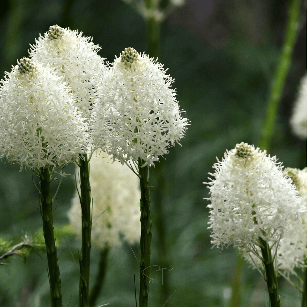 Bear Grass – 50 Seeds | Seeds | Wiccan Center