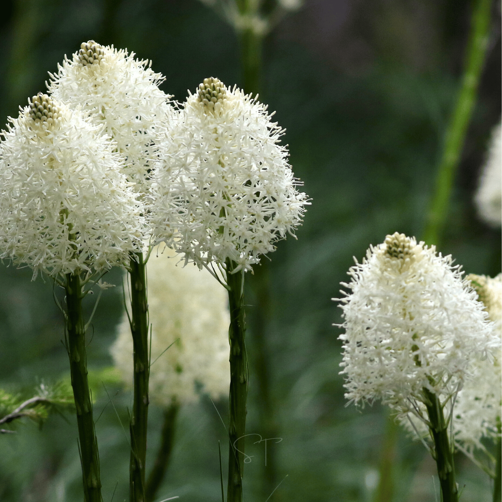 Bear Grass – 50 Seeds | Seeds | Wiccan Center