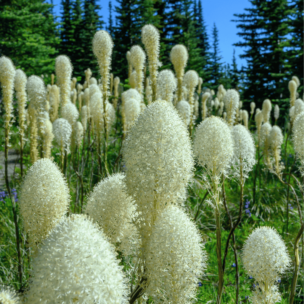Bear Grass – 50 Seeds | Seeds | Wiccan Center