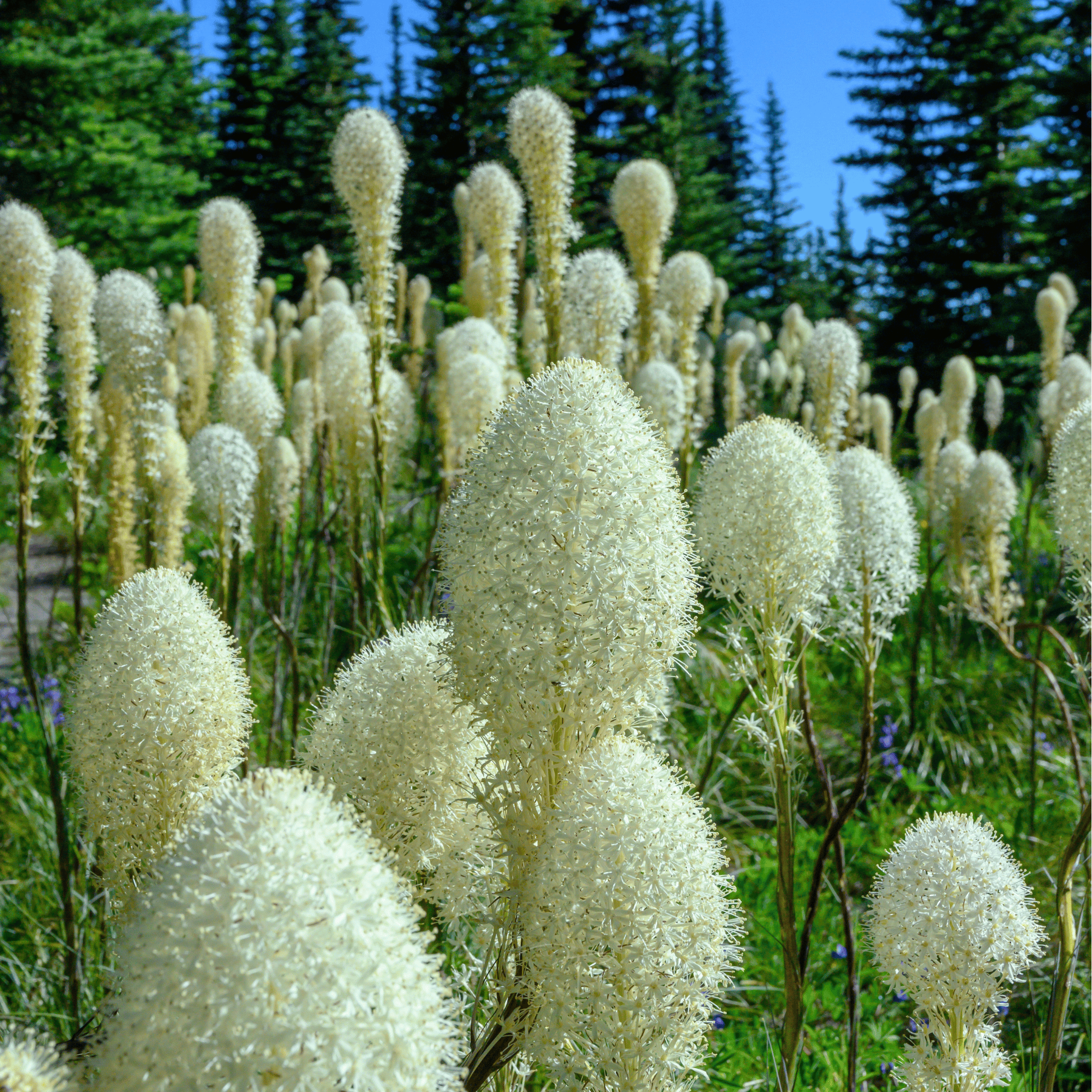 Bear Grass – 50 Seeds | Seeds | Wiccan Center