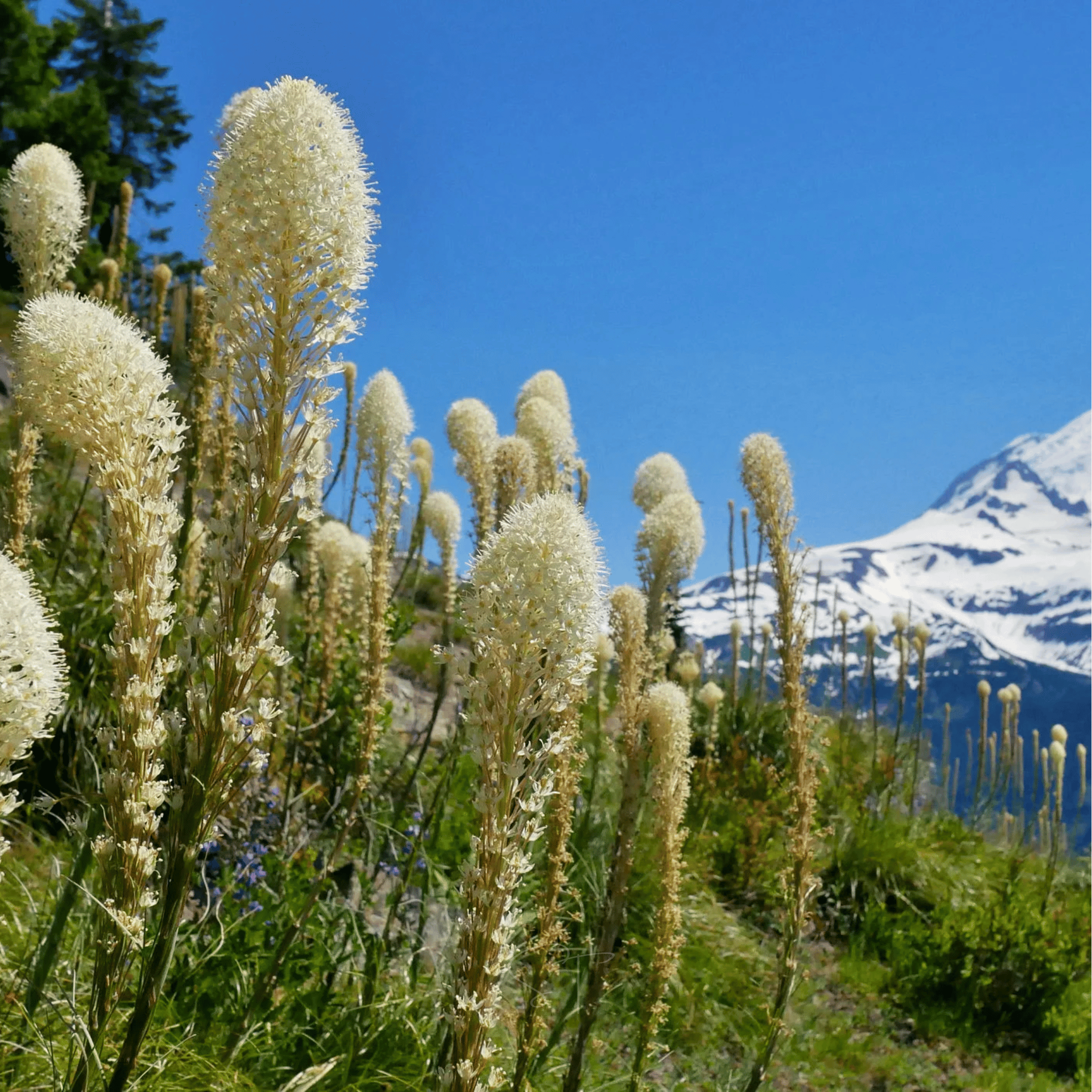 Bear Grass – 50 Seeds | Seeds | Wiccan Center