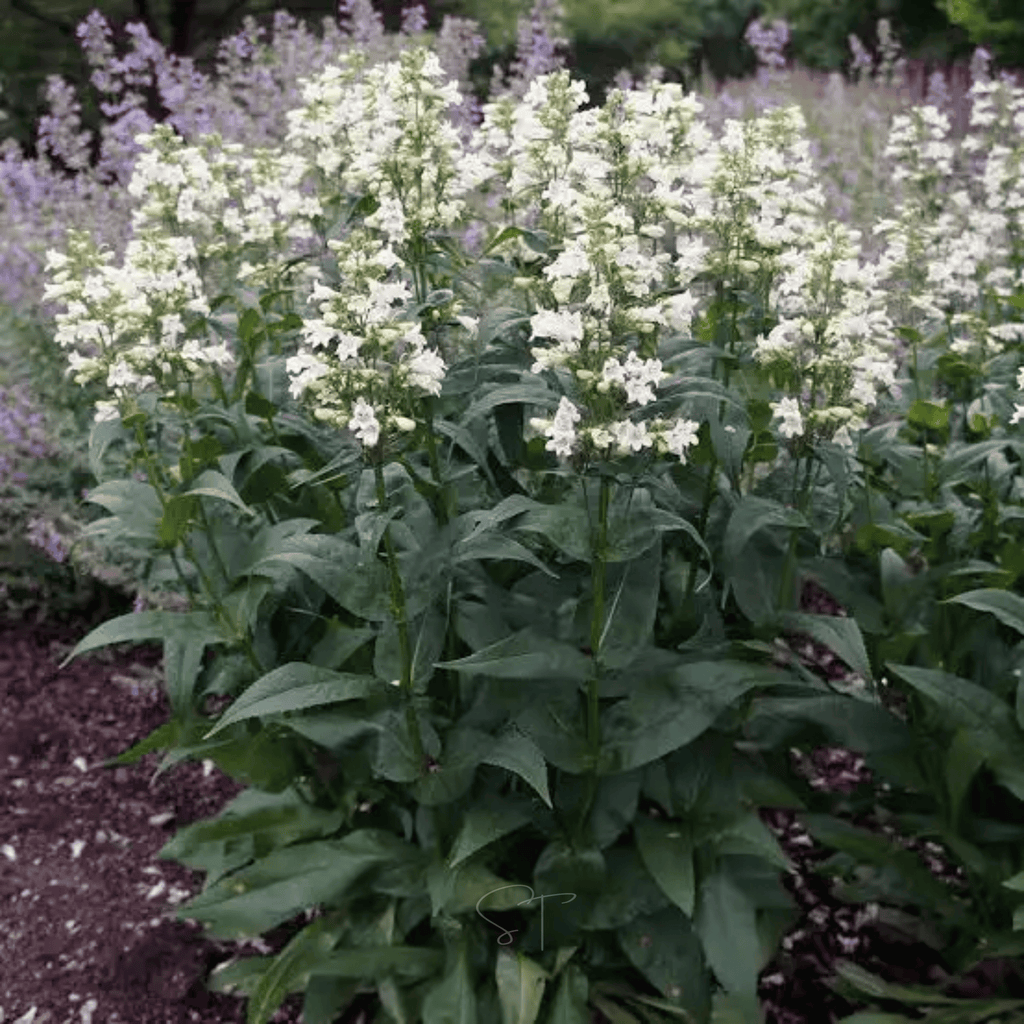 Beardtongue Foxglove – 200 Seeds | Seeds | Wiccan Center