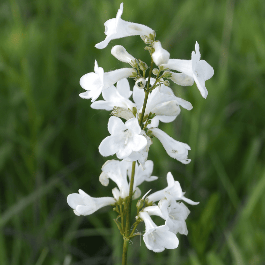 Beardtongue Foxglove – 200 Seeds | Seeds | Wiccan Center