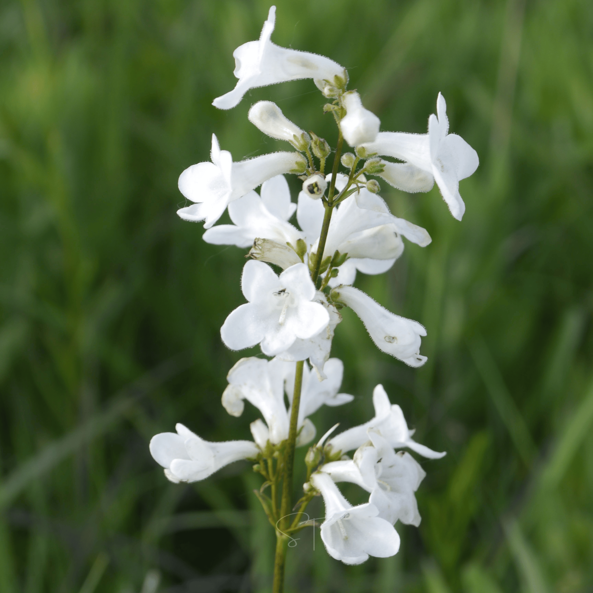 Beardtongue Foxglove – 200 Seeds | Seeds | Wiccan Center