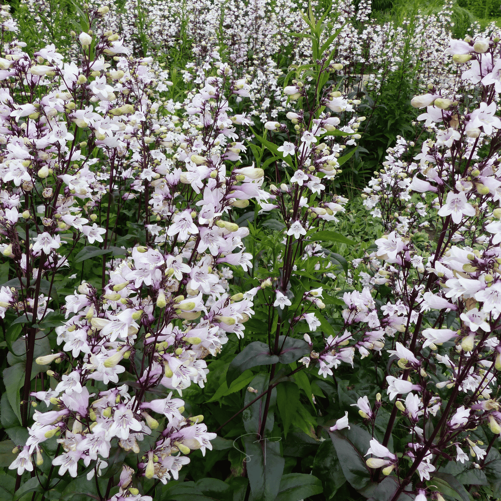 Beardtongue Foxglove – 200 Seeds | Seeds | Wiccan Center