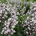 Beardtongue Foxglove – 200 Seeds | Seeds | Wiccan Center