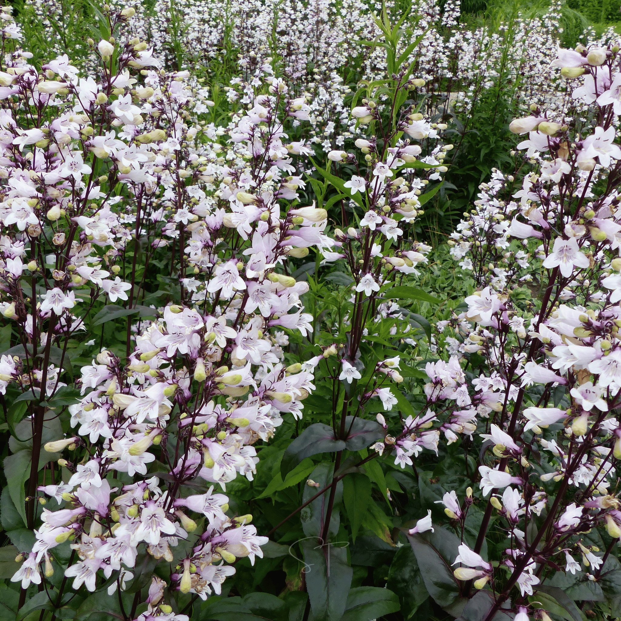Beardtongue Foxglove – 200 Seeds | Seeds | Wiccan Center