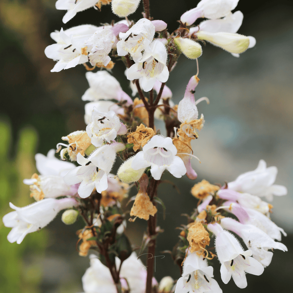 Beardtongue Foxglove – 200 Seeds | Seeds | Wiccan Center