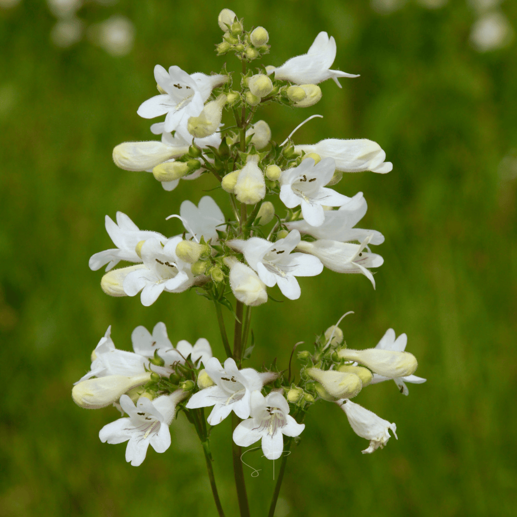 Beardtongue Foxglove – 200 Seeds | Seeds | Wiccan Center