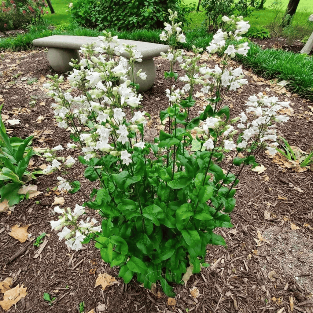 Beardtongue Foxglove – 200 Seeds | Seeds | Wiccan Center