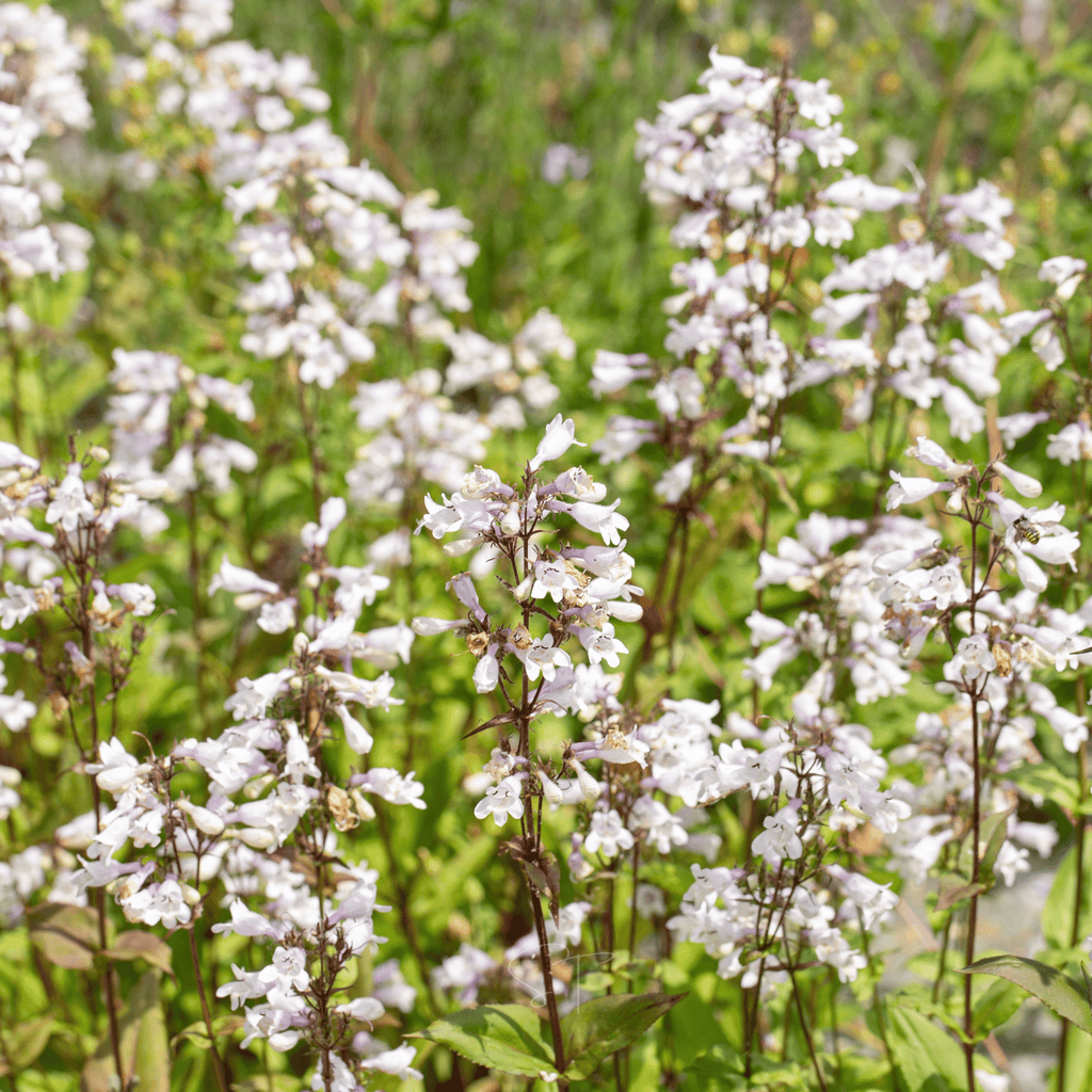 Beardtongue Foxglove – 200 Seeds | Seeds | Wiccan Center