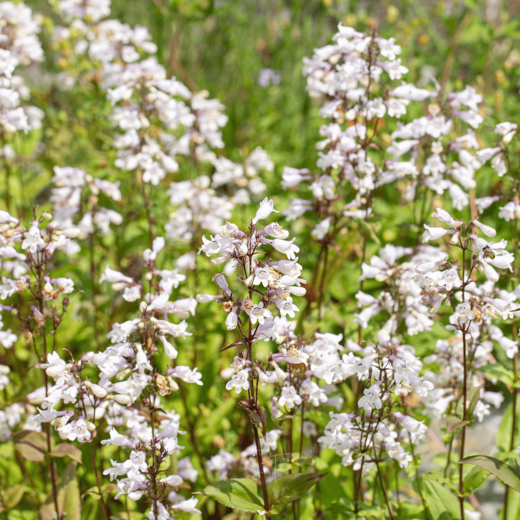 Beardtongue Foxglove – 200 Seeds | Seeds | Wiccan Center