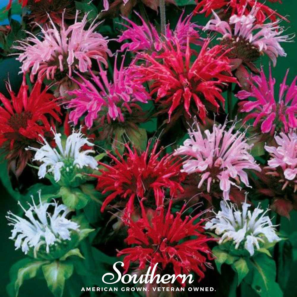 Monarda Bee Balm Mix – 20 Seeds | Seeds | Wiccan Center