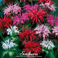 Monarda Bee Balm Mix – 20 Seeds | Seeds | Wiccan Center