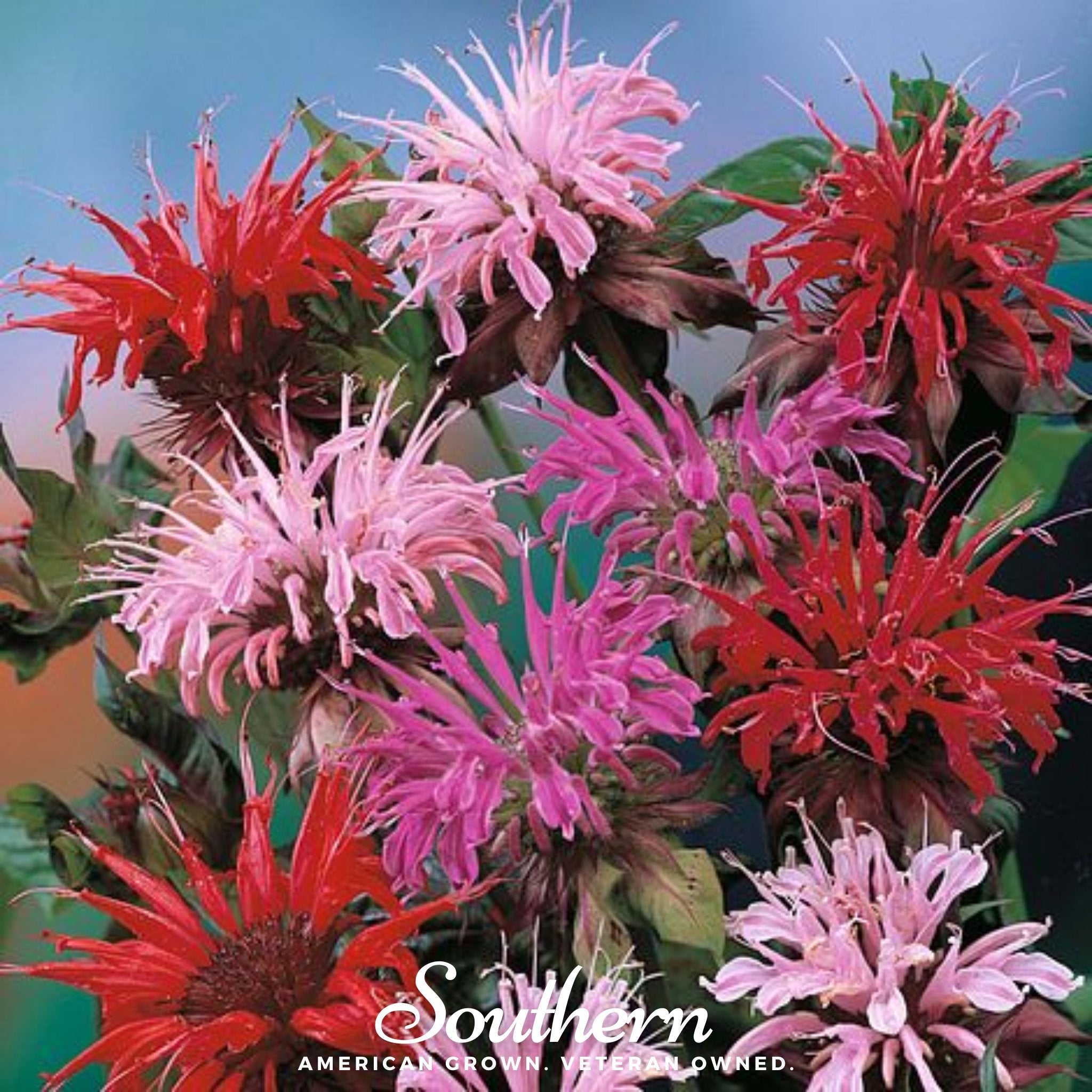 Monarda Bee Balm Mix – 20 Seeds | Seeds | Wiccan Center