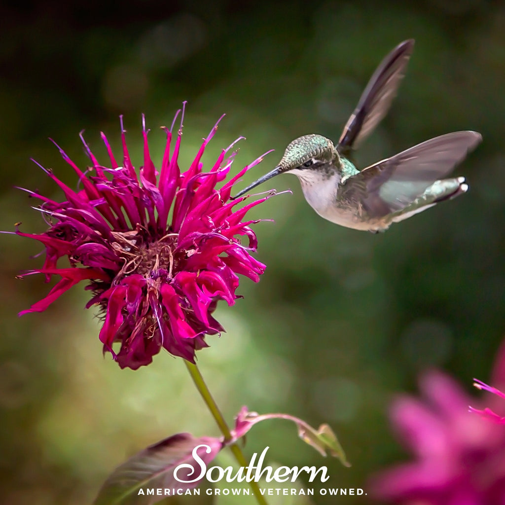 Monarda Bee Balm Mix – 20 Seeds | Seeds | Wiccan Center
