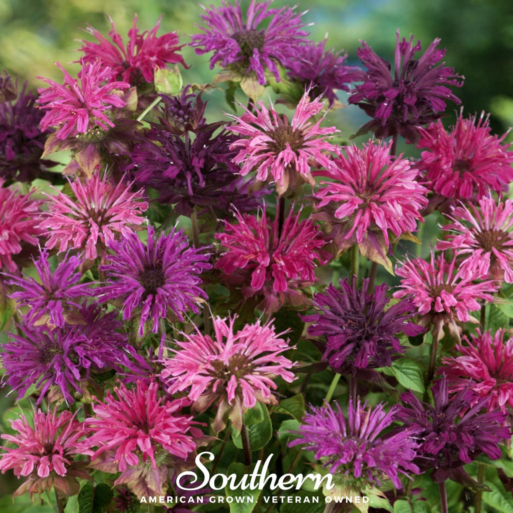Monarda Bee Balm Mix – 20 Seeds | Seeds | Wiccan Center