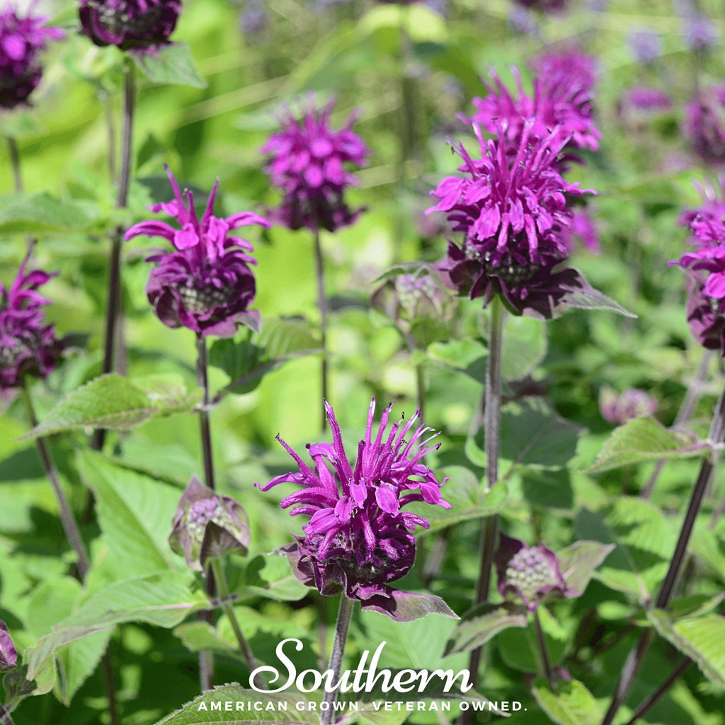 Purple Bee Balm – 50 Seeds | | Wiccan Center