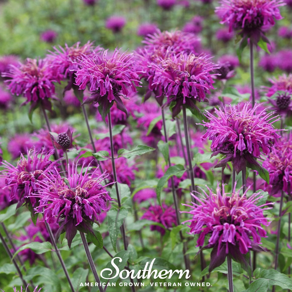 Purple Bee Balm – 50 Seeds | | Wiccan Center