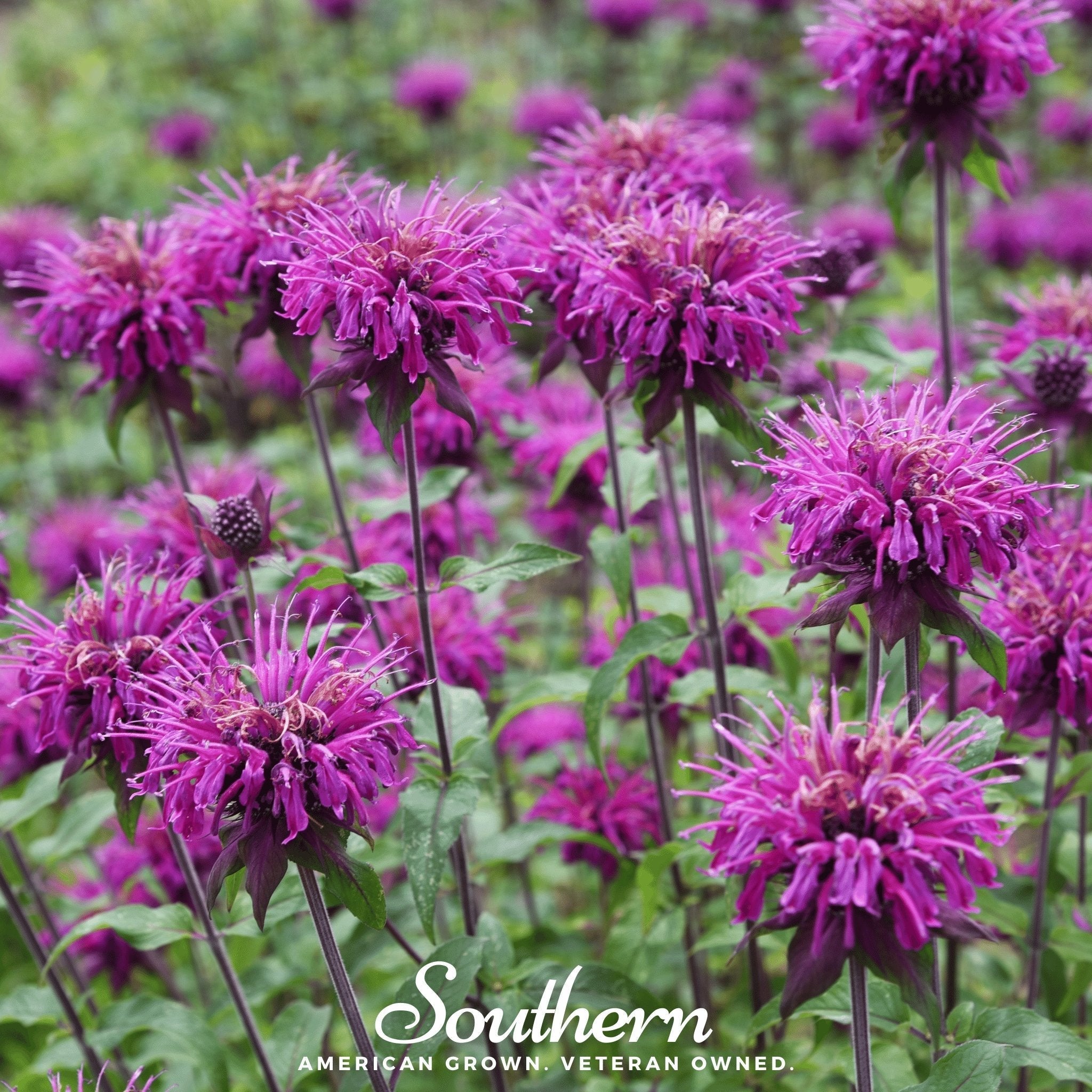 Purple Bee Balm – 50 Seeds | | Wiccan Center