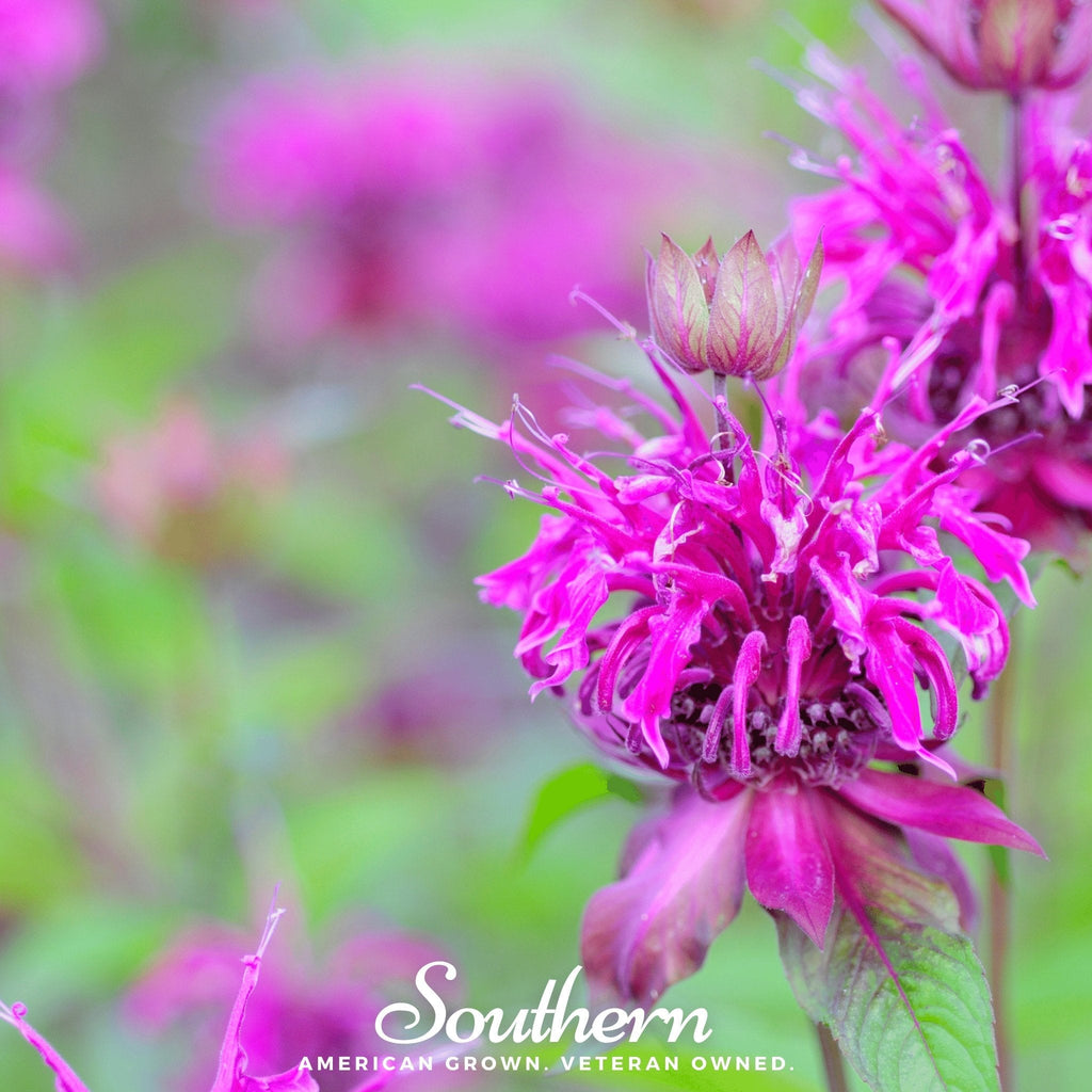 Purple Bee Balm – 50 Seeds | | Wiccan Center